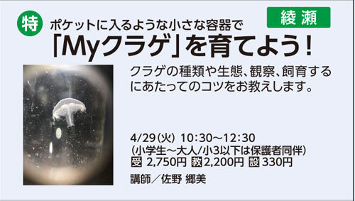 「Myクラゲ」を育てよう