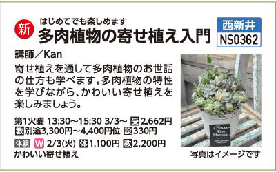 多肉植物の寄せ植え入門