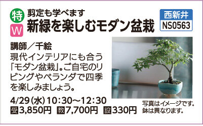 新緑を楽しむモダン盆栽