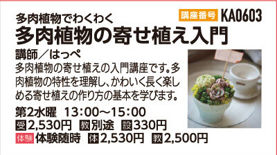 多肉植物の寄せ植え入門