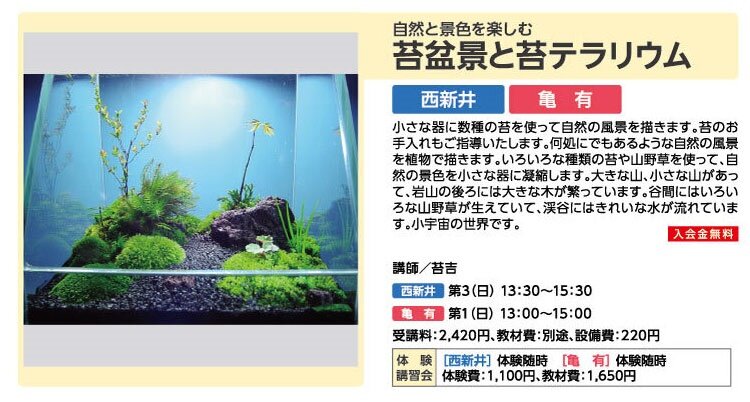 苔盆景と苔テラリウム