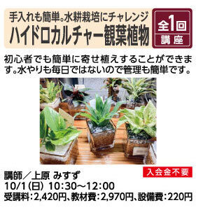ハイドロカルチャー観葉植物