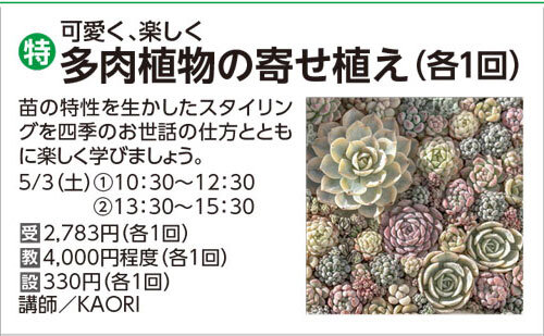 多肉植物の寄せ植え