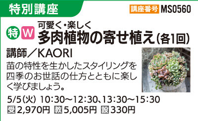 多肉植物の寄せ植え