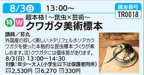 クワガタ美術標本　8/3（日）