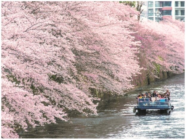 【天王洲出船】船内ガイドがご案内！圧巻の景色「目黒川桜回廊 貸切クルーズ」