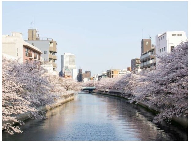 【三越前駅集合】 日本橋出船！お花見船を満喫♪ 桜の運河探訪・3大運河お花見クルーズ＆日本橋ランチ