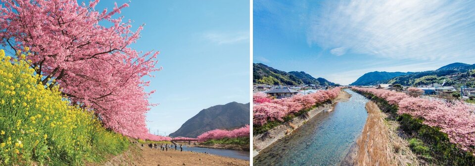 河津桜まとめ.jpg