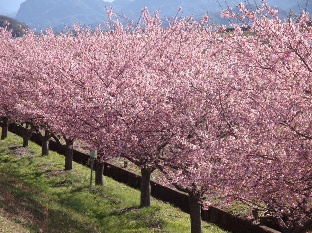 かんなみの桜 (河津桜) 鑑賞とビール醸造所でランチ　御殿場プレミアム・アウトレット