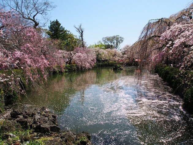 三嶋大社正式参拝と年に一度だけ公開の特別な桜