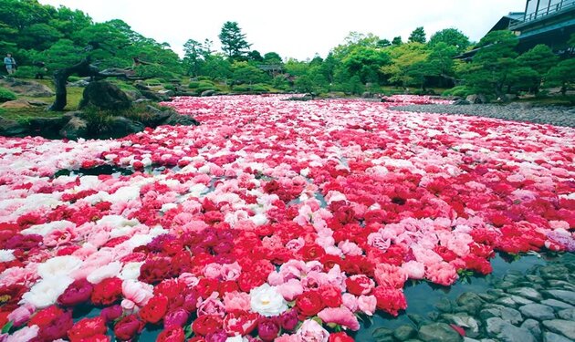 玉造温泉に宿泊  「庭園日本一」足立美術館と由志園の牡丹 ２日間