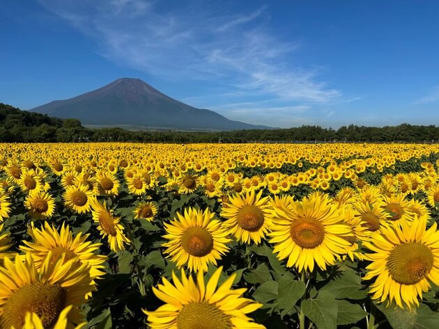 富士山ビュー特急特別車両貸切スイーツプラン ひまわりの絶景と古民家カフェ KONOHANA 五感で楽しむランチ
