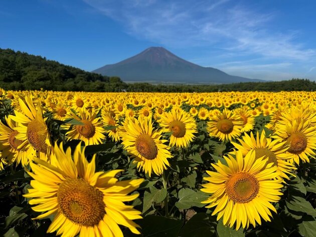 富士山ビュー特急特別車両貸切スイーツプラン ひまわりの絶景と古民家カフェ KONOHANA 五感で楽しむランチ