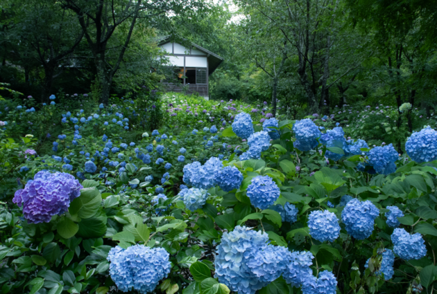 今しか見られない初夏の絶景へ 半夏生・青もみじ・あじさいと豊臣兄弟ゆかりの地　京都２日間