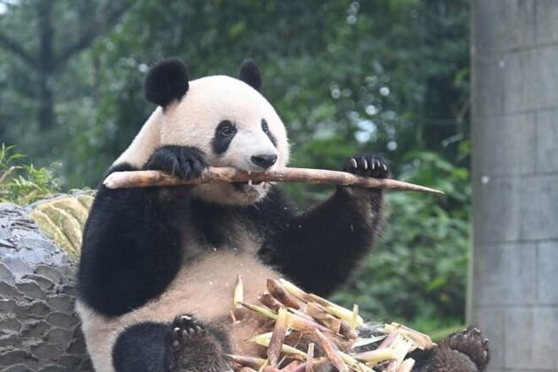 四川航空直行便利用   ～パンダお世話体験付き～<br>３つのパンダ基地を訪れる 成都・雅安 ５日間 