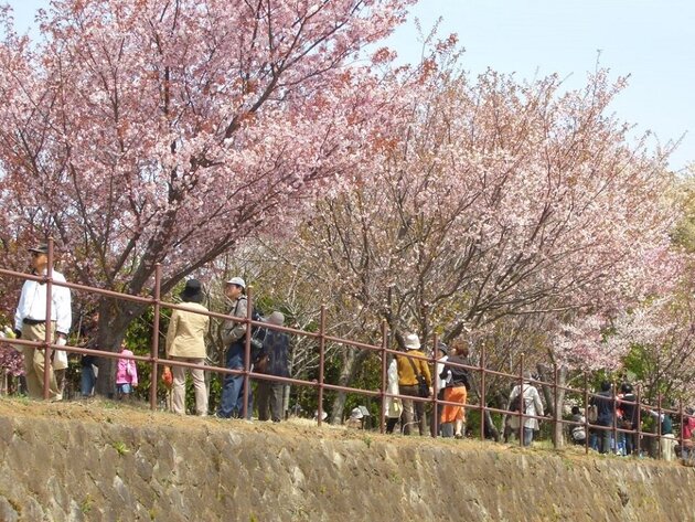 年に一度の特別公開！   国立遺伝学研究所の桜と三嶋大社正式参拝（日帰り）