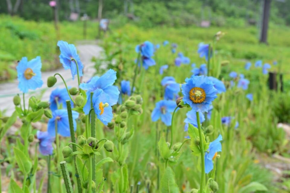 ｓ青いケシ190709-DSC_2872-1024x683.jpg
