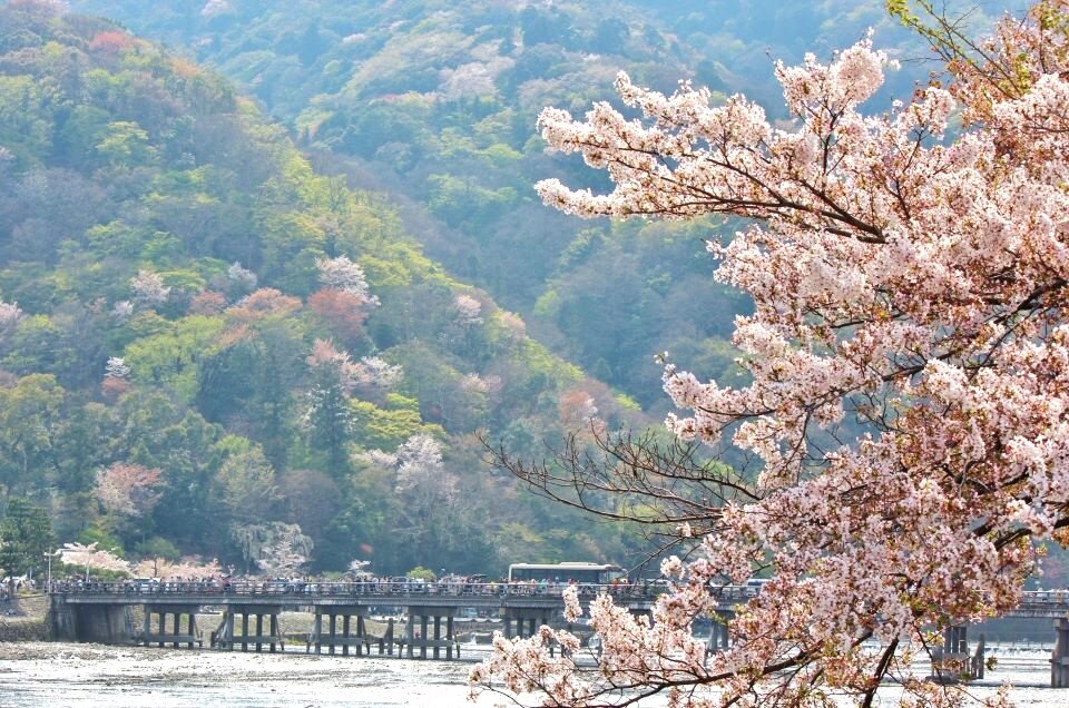 s嵐山　桜　フリー_明るさ調整済.jpg
